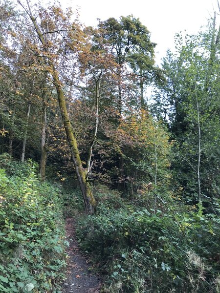 The trail leading back up into the forest from the west end.