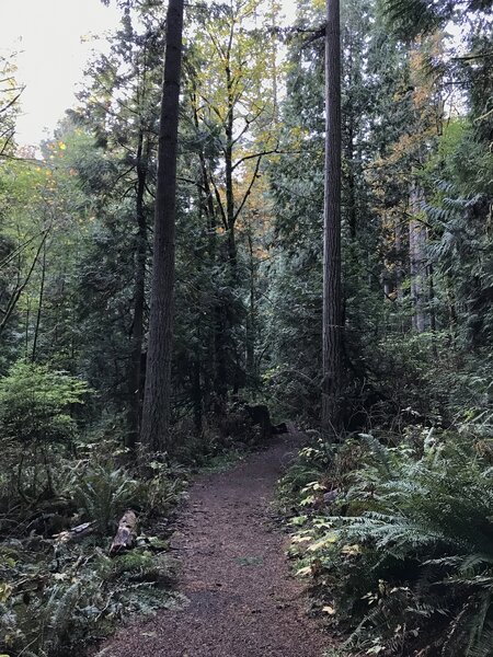 Midway along the forested trail.