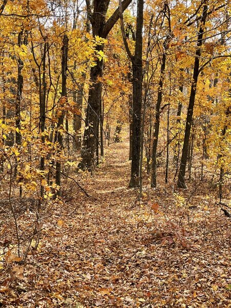 Sweet singletrack along Little Rocky Row Trail