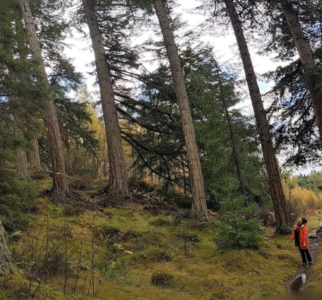 Towering Douglas fir trees were planted by Lord Tweedmouth, who famously developed the golden retriever dog breed. (I'm not joking!)