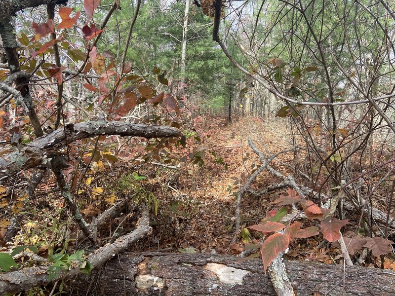 Somewhere on East Cowpen Trail, Cohutta Wilderness