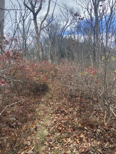 Somewhere on East Cowpen Trail, Cohutta Wilderness