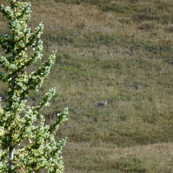 Coyote in the valley