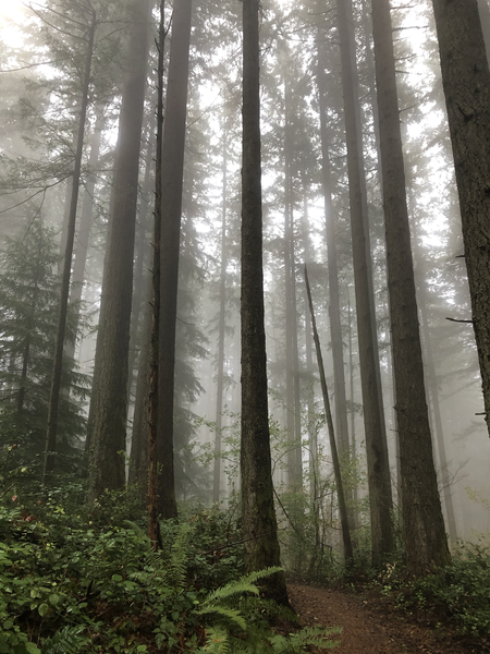 Trees, somewhere on trail.