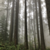 Trees, somewhere on trail.