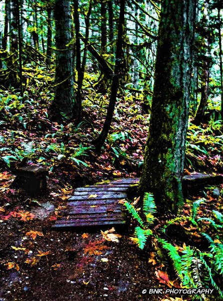 Heading from the kiosk and rest stop at the west end of La-Z-Boy this is one of three bridges on this beautiful hike. You'll reach this first mid-way through the trail, another lies 150 yards east and then another after the Cairn intersection. Enjoy!