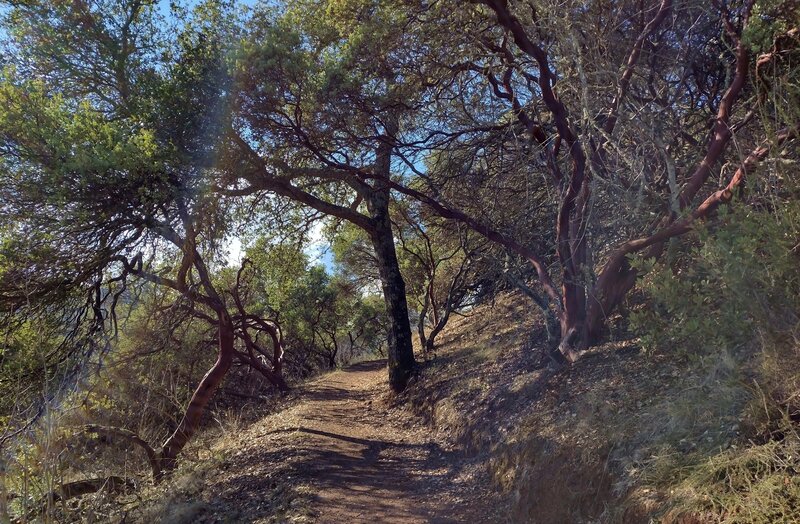 Climbing through the oaks and wild grasses along Mayfair Ranch Trail.