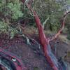 Beautiful manzanita with vivid, shiny, dark red bark after early December rain, along Mayfair Ranch Trail.