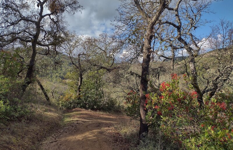 Starting the descent down the north side of the ridge on Mayfair Ranch Trail, one enters the lush woods. And red toyon berries abound on an early December day.