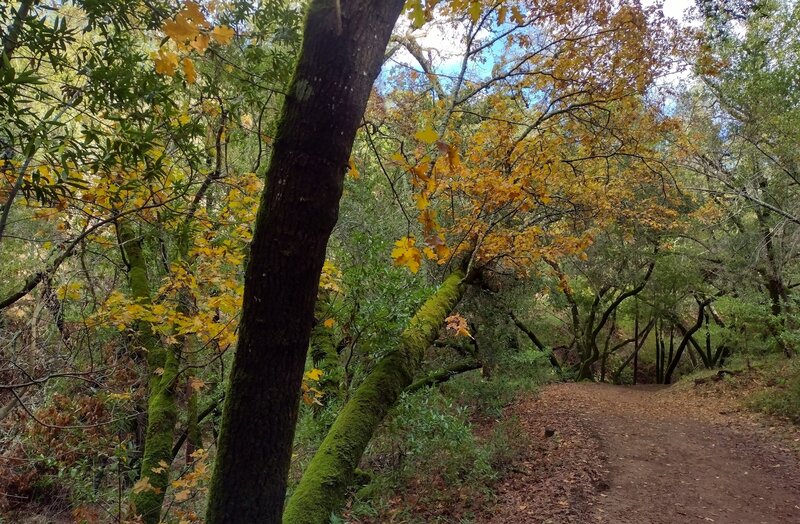 Bright green moss and leftover fall colors after early December rains, just beautiful along Mayfair Ranch Trail.