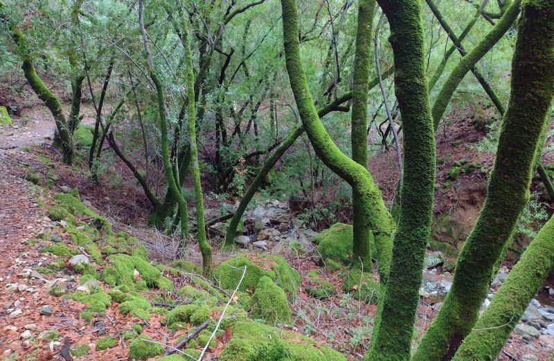The iridescent green moss forest after early December rains, along the creek at the bottom of Baldy Ryan Canyon.