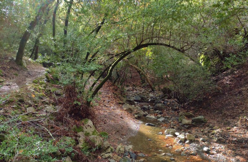 After the dry, hot summer, early December rains bring water to the creek at the bottom of Baldy Ryan Canyon.