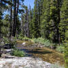 A peaceful section of the West Walker River.