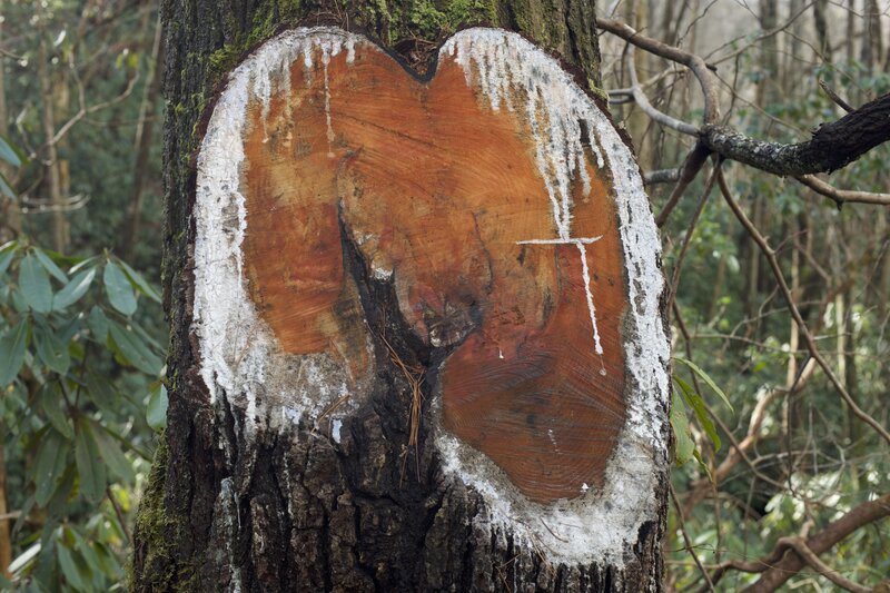 Sap on a tree along the trail that was cut top open up the trail.