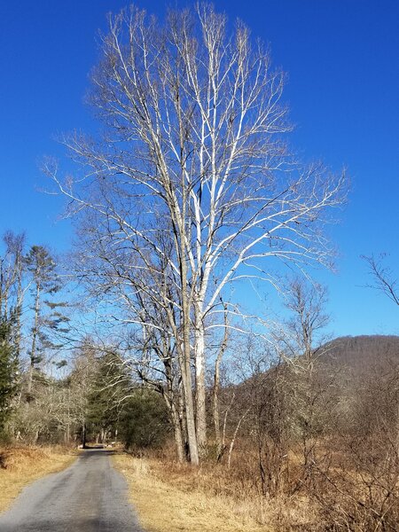 Striking strand of sycamores