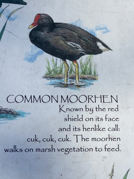 Common Moorhen sign