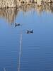 Two Common Moorhens on Ibis Pond