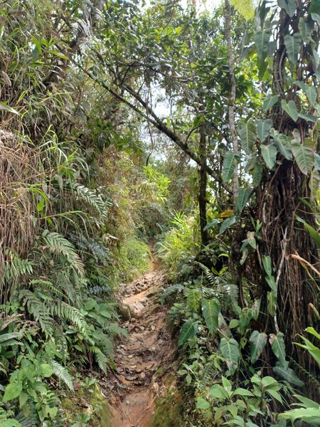 The trail heading up.