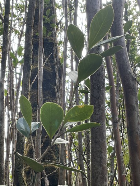 Guava tree leaves