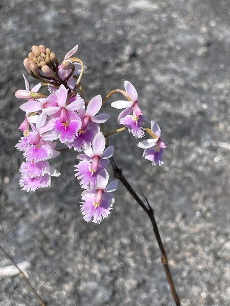A orchid growing on a lava field.