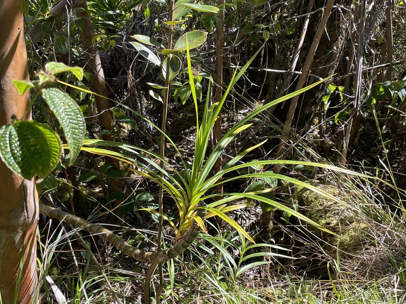 More vegetation on the trail - this is taken in the month of January.