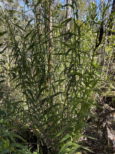 More vegetation on the trail - this is taken in the month of January.