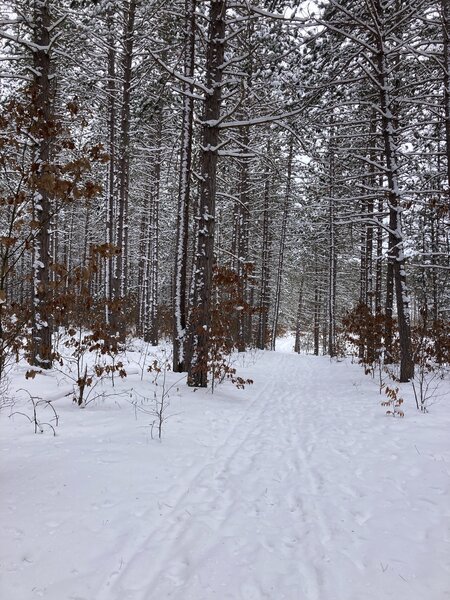 Pine forest