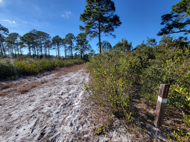 Some hot sun, some sand, some pine needles, some shade.