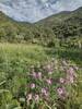 Wildflowers on FR194A.