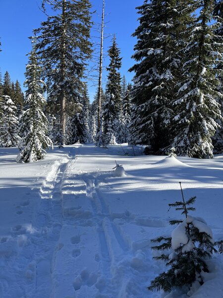 Tracks in the deep snow!