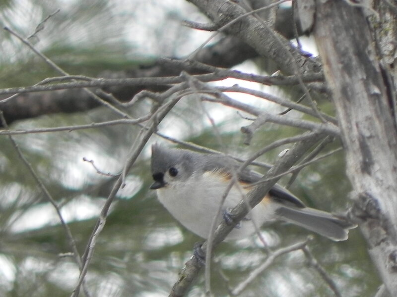 Titmouse in a tree.