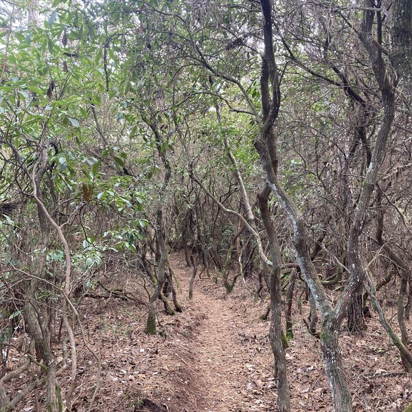 Tunnel along the 1808 Trail (Green Blaze) prior to reaching the Buttonwood Hill Campground.