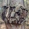 Different look of a cedar tree along the Sand and Water Trail (Orange Blaze)