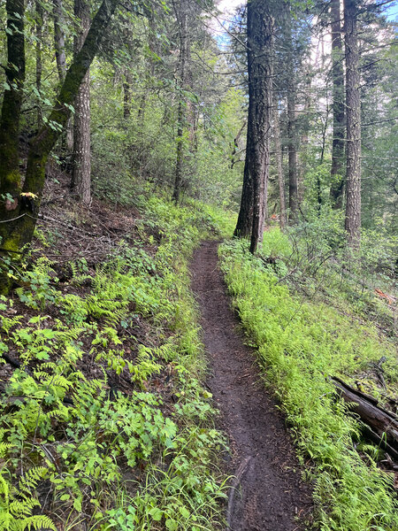 Rim Trail (T105)