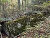 Boulder covered with Galax on the Lower Holler Loop trail.