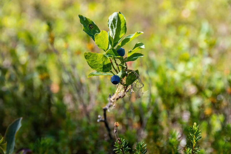 Huckleberries on the Little Divide Trail.