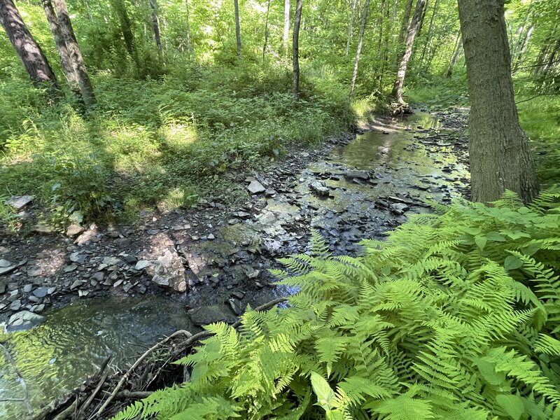 Sleepy Hollow Trail Creek: RXH or ride through a beautiful woodland with birdsong and a variety plant life!