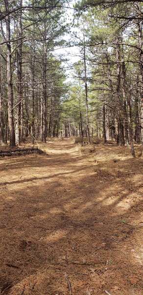 Clearing though the pine trees.