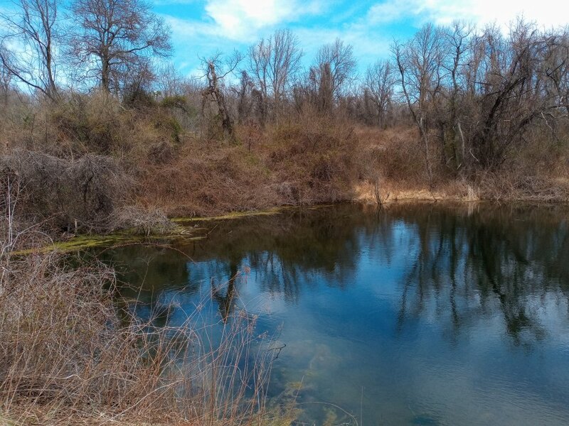 Cattail Pond in White Clay Creek State Park.