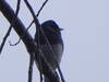 Junco on a cold winter's day.