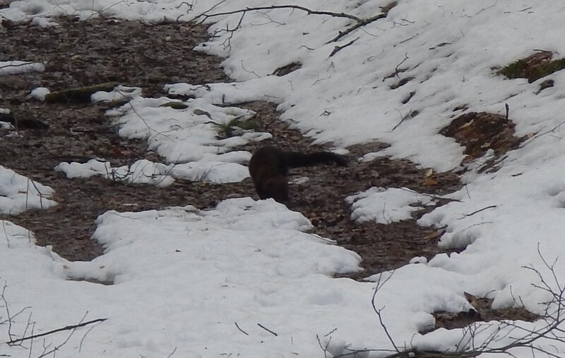 Fisher playing in the trail.