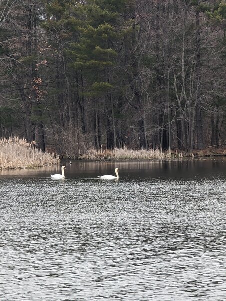 A pair of swans having lunch at the reservoir.