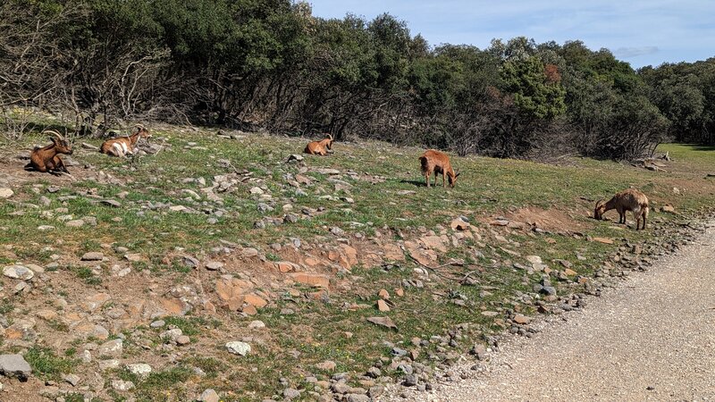 Wild goats by Lac du Salago.