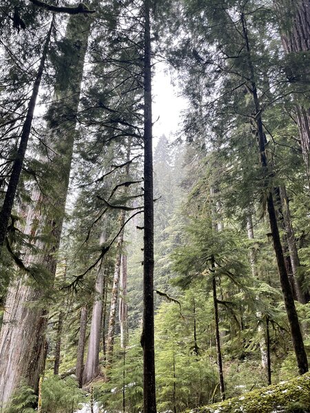 Started to snow as soon we entered the trail. Road was closed until Longmire.