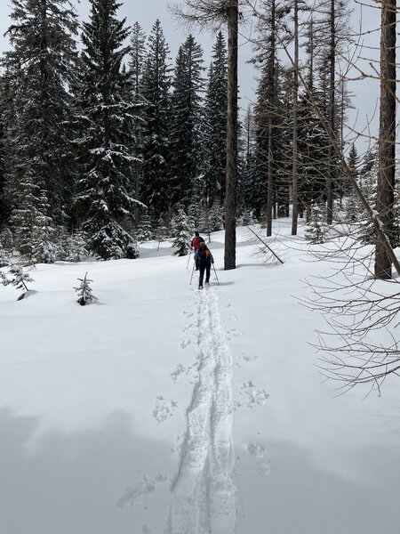 Fresh snow on the trail.