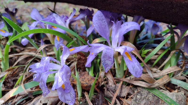 Dwarf Irises found often on the trail during spring.