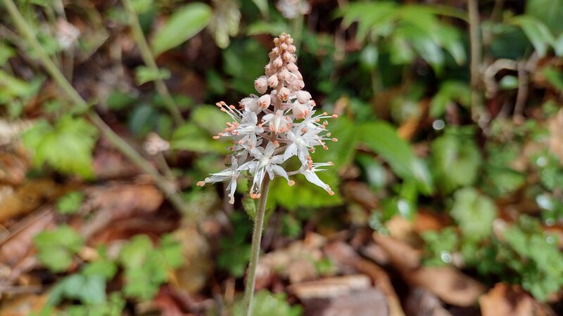 Heartleaf Foamflower found along the trail in spring.