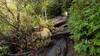 Some of the typical rocky terrain along the Chattooga River Trail.