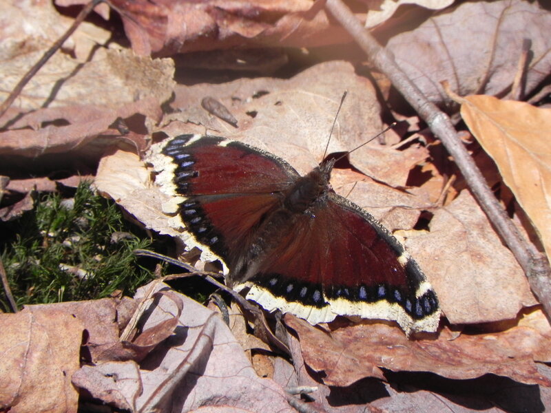 Mourning Cloak Butterfly.