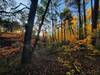 Fall foliage as the Sun rises from Hatcher Mountain Trail.